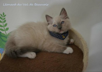 mâle blue point-mitted - Chatterie Ragdolls du Val de Beauvoir